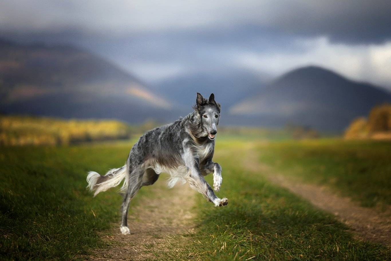 , Андрей Ершов