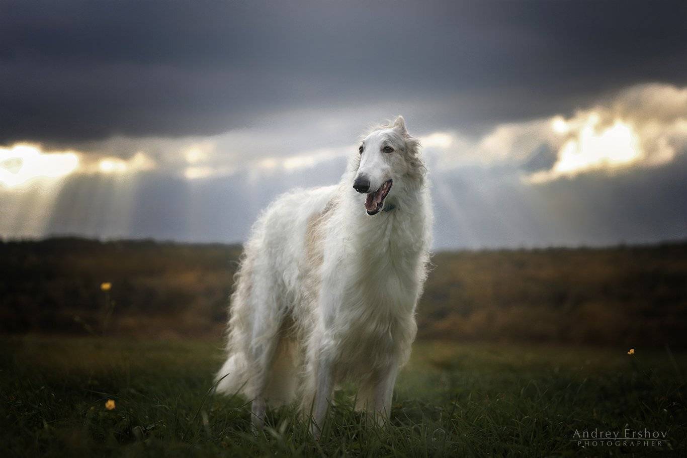 , Андрей Ершов