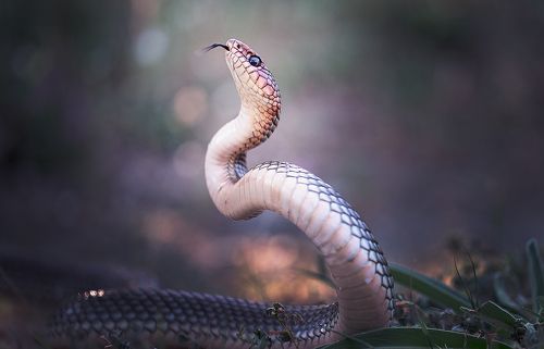 Coluber caspius
