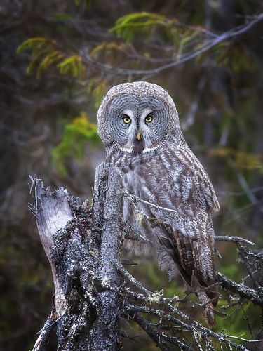 Бородатая неясыть