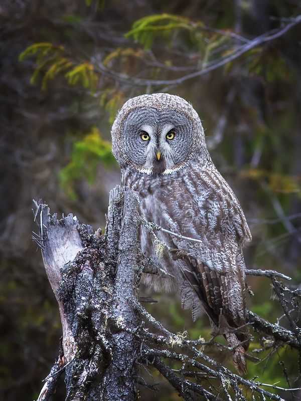 совы,птицы,север,коми Бородатая неясыть фото превью