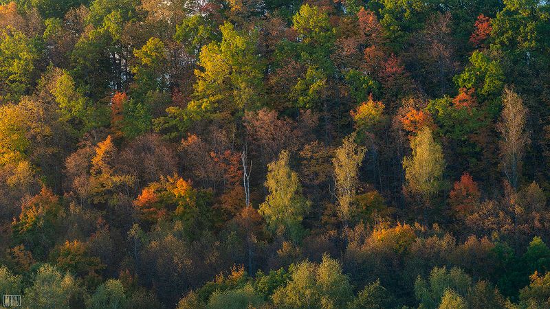 Разноцветные деревья в нежной закатной подсветке фото превью