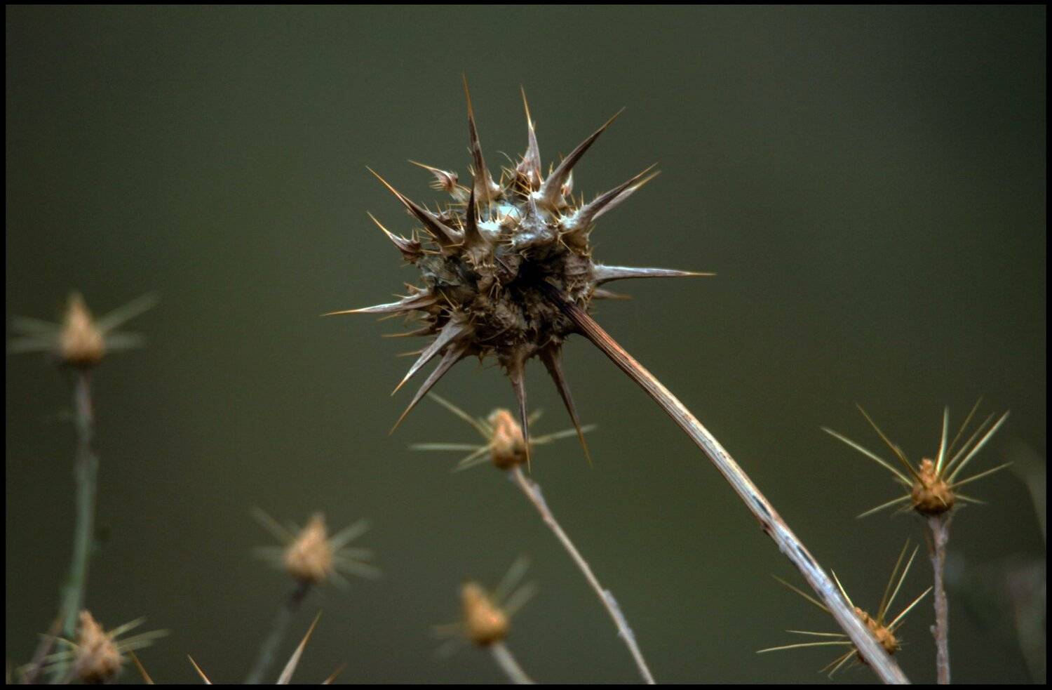 колючка,осень,природа., Marat Magov