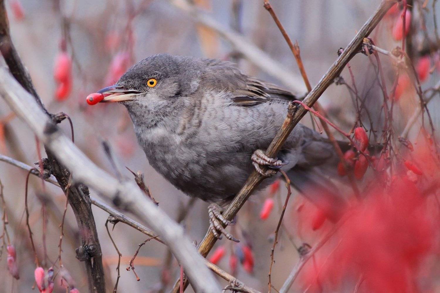 bird,wildlife,nature,dinner,tree,color,scene,songbird,birds,wild,beauty,grey,fruit,eating,winter, Piotr G&oacute;rny