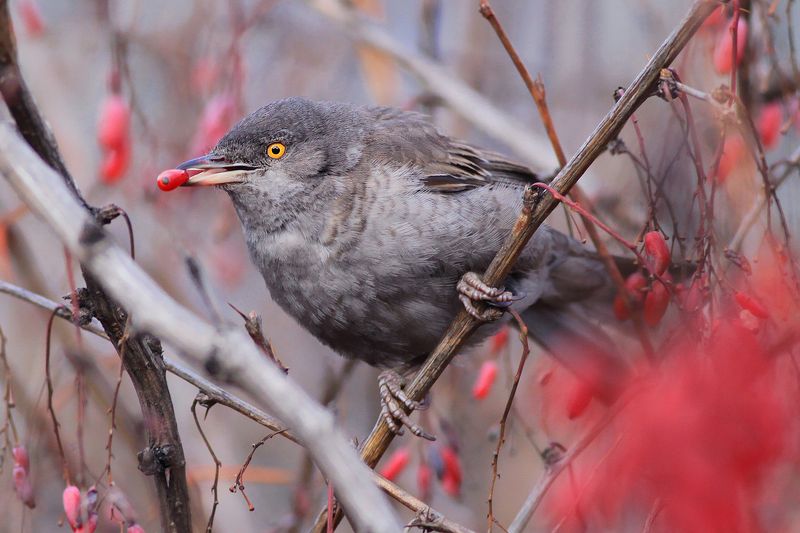bird,wildlife,nature,dinner,tree,color,scene,songbird,birds,wild,beauty,grey,fruit,eating,winter Dinner time фото превью