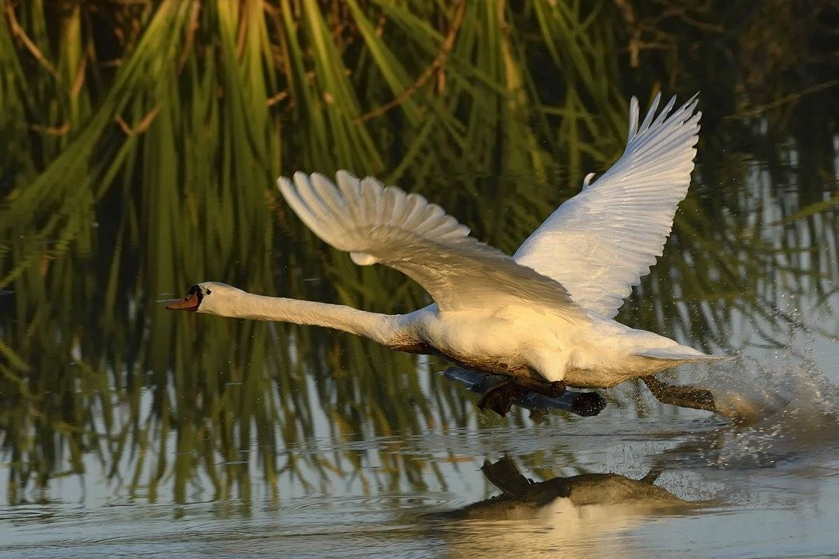 птицы birds, Jaroslav Mego