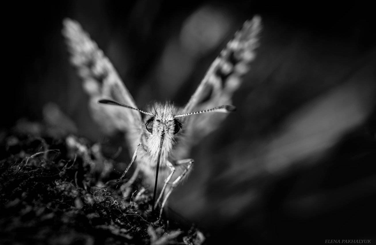 макро,мотылек,бабочка,насекомые,чернобелый, россия,крым,черный, белый,портрет, Elena Pakhalyuk