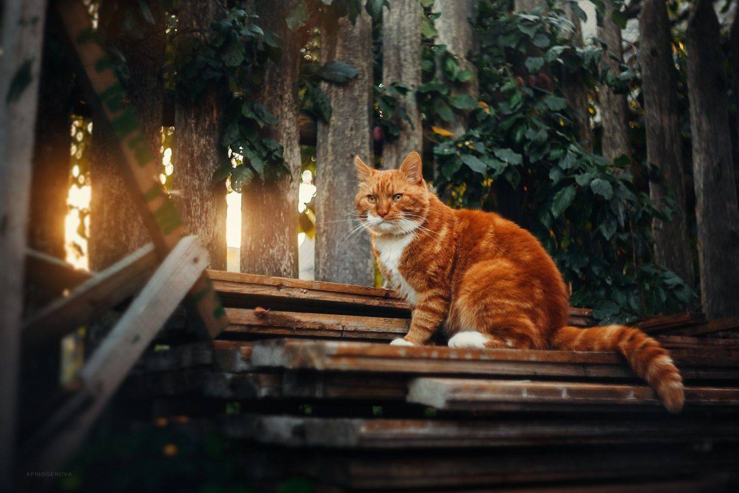 кот, рыжийкот, животные, природа, гелиос, Татьяна Афиногенова
