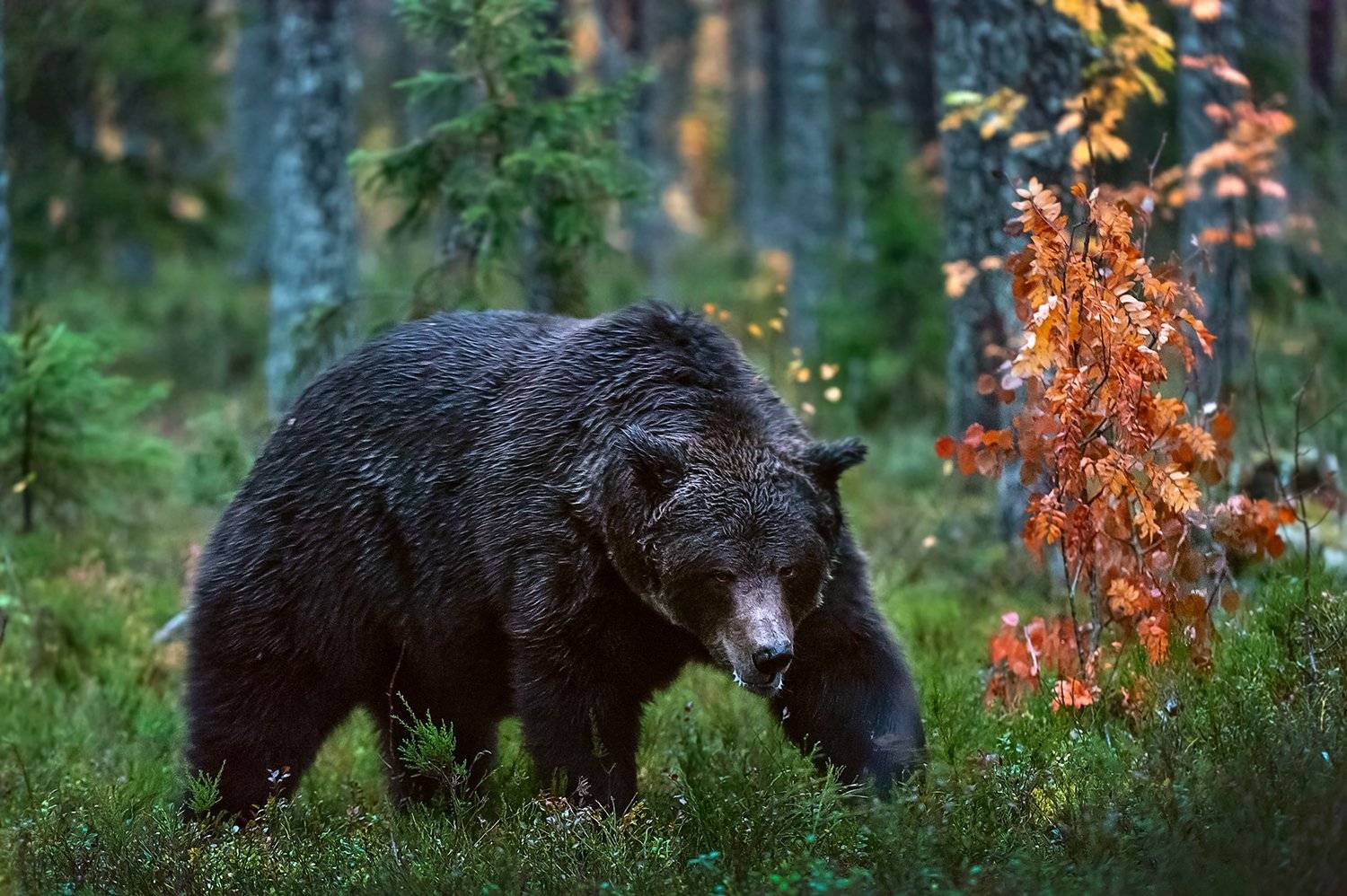 , Сергей Урядников