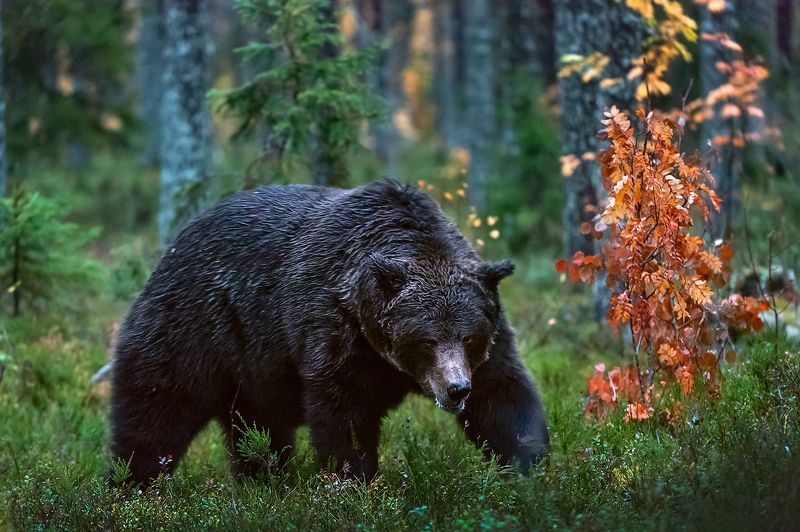 . фото превью