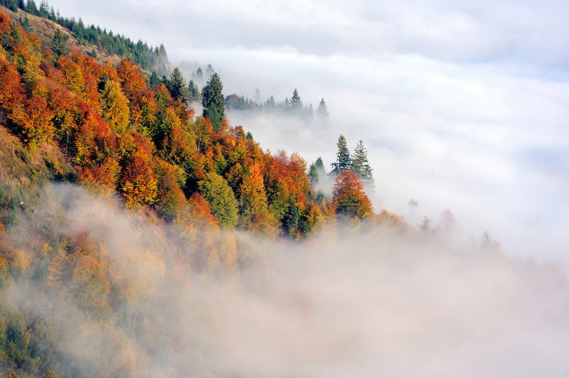 туман, карпаты, лес, гори, осень, fog, forest, autumn, clouds Осенний туман фото превью