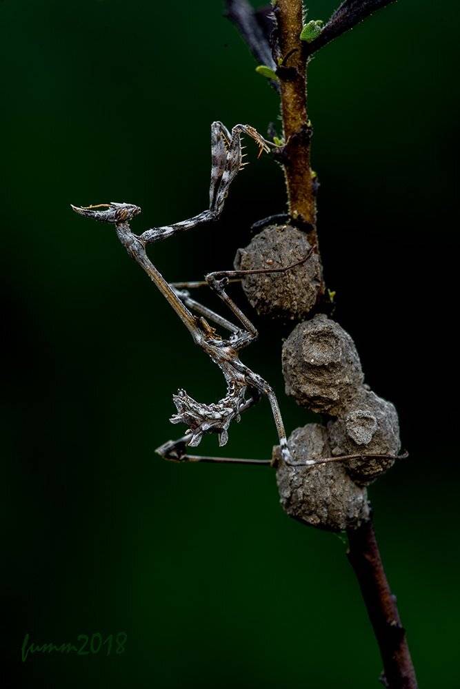 , Игорь ФУММ