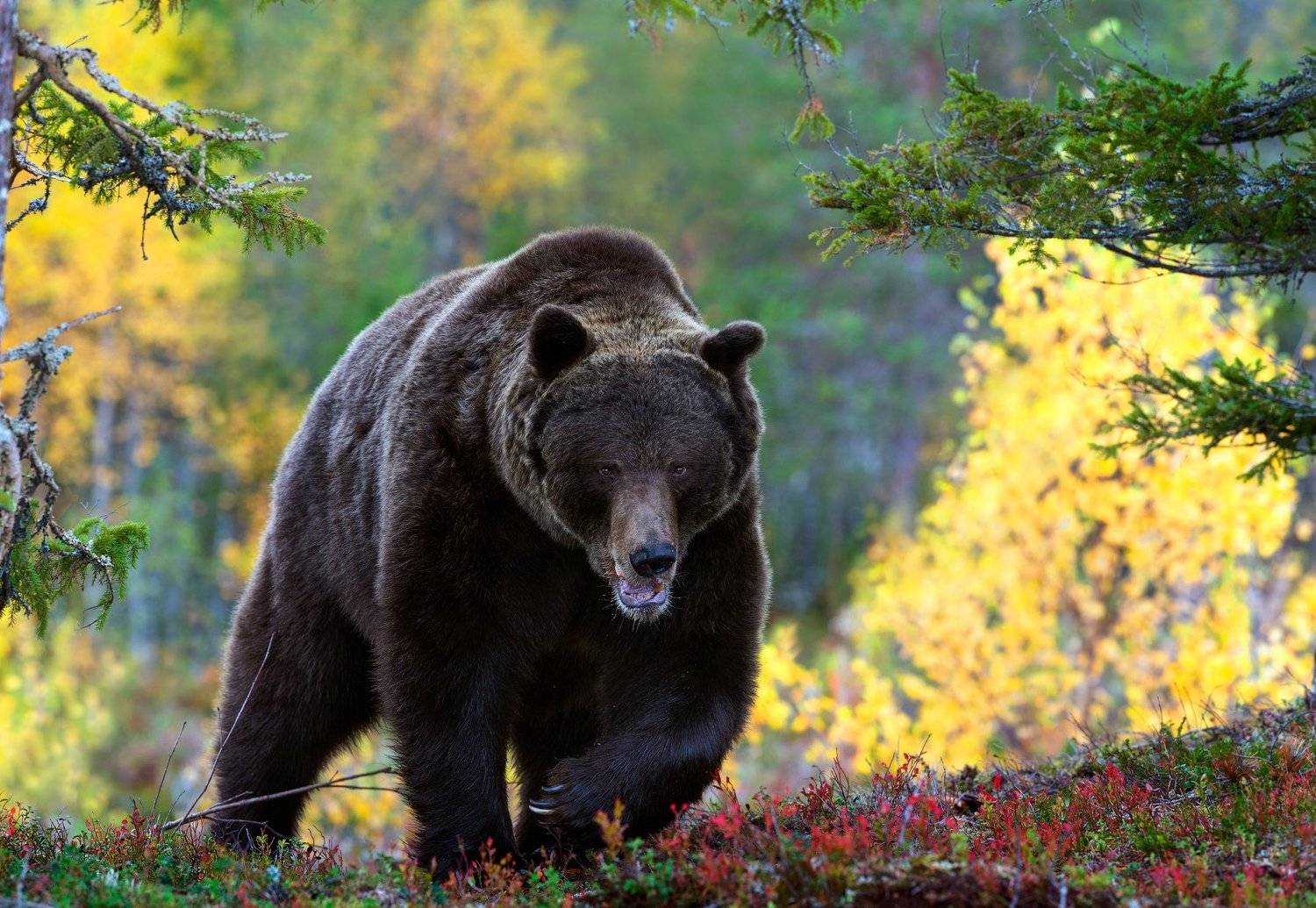 , Сергей Урядников