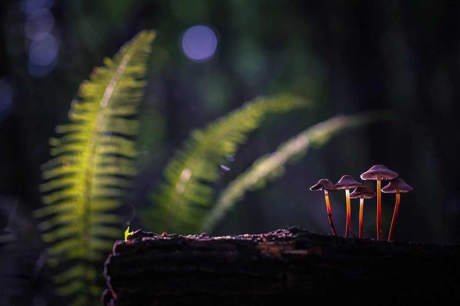 , Вячеслав Мищенко