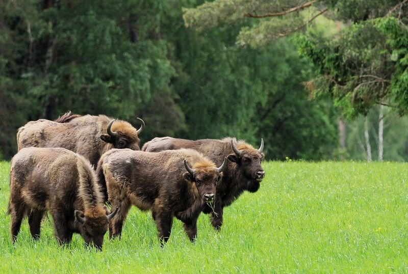 Красный бор фото превью