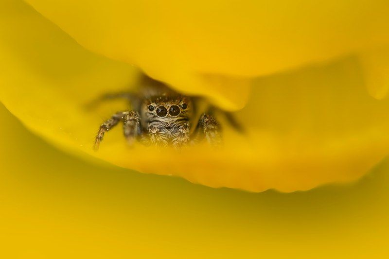 глазастик фото превью