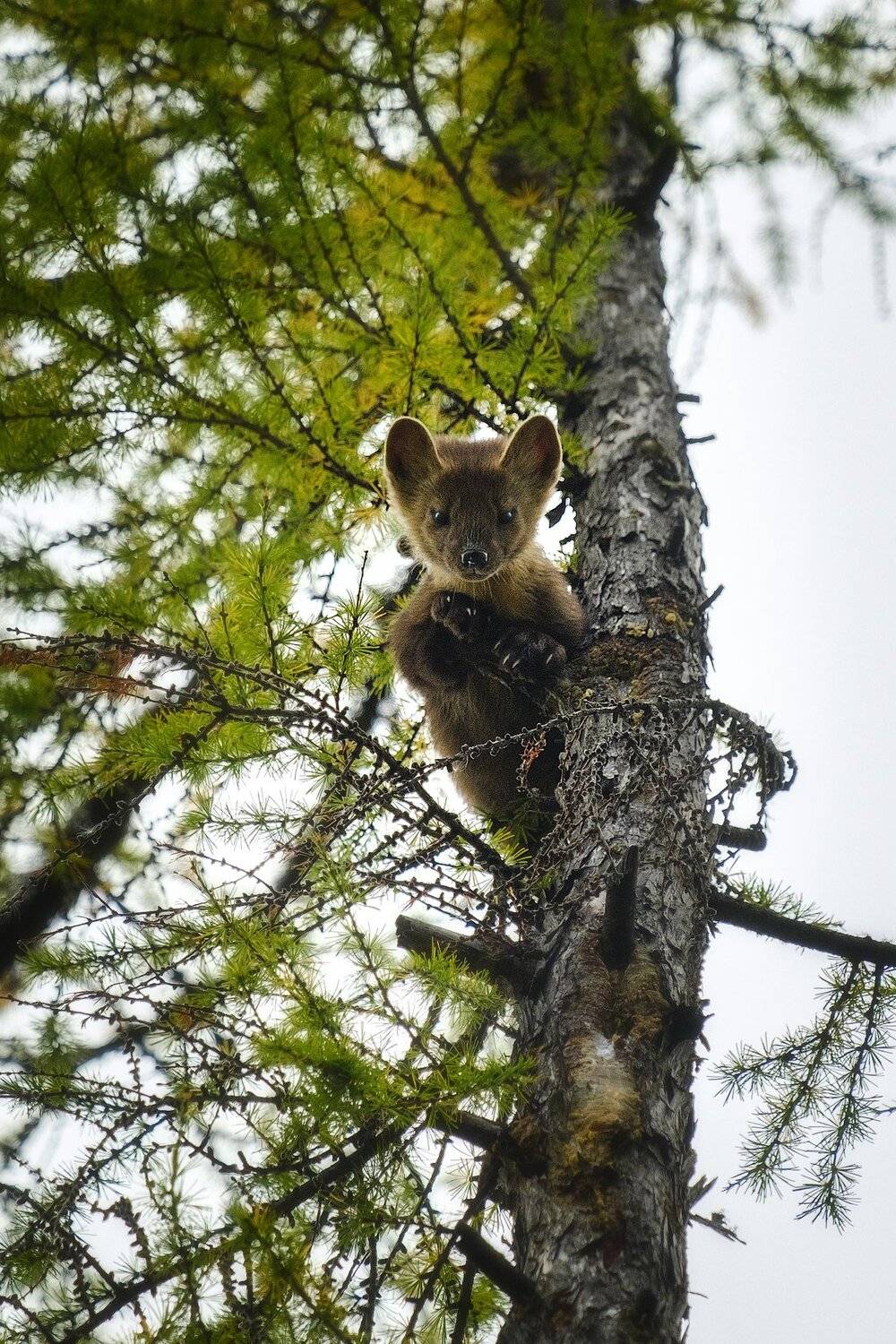 россия, иркутская область, ербогачен, нижняя тунгуска, сибирь, река, лес, тайга, рассвет, фауна, соболь, осень, Оборотов Алексей