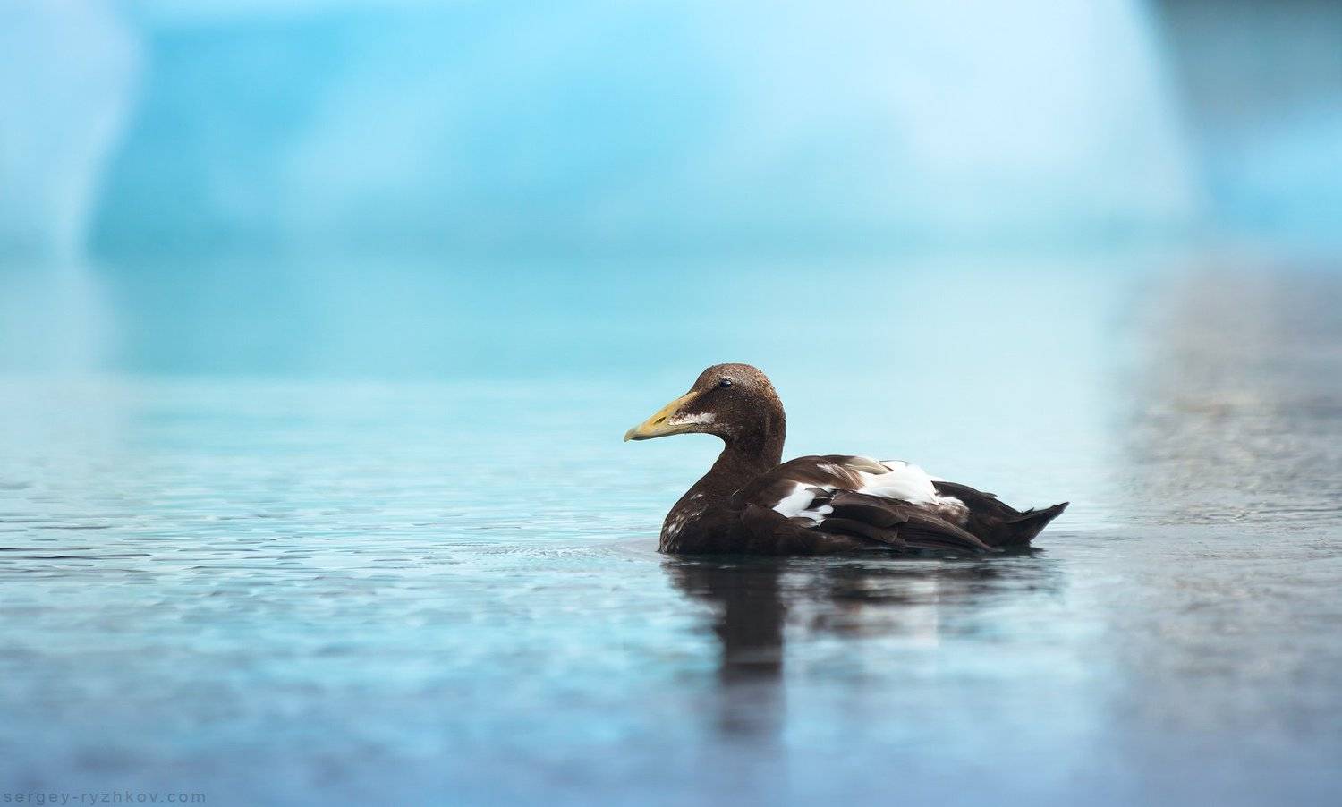 eider, iceland, duck, bird, animal, wildlife, nature, исландия, гага, утка, птицы, животные, природа, Jokulsarlon, Сергей Рыжков