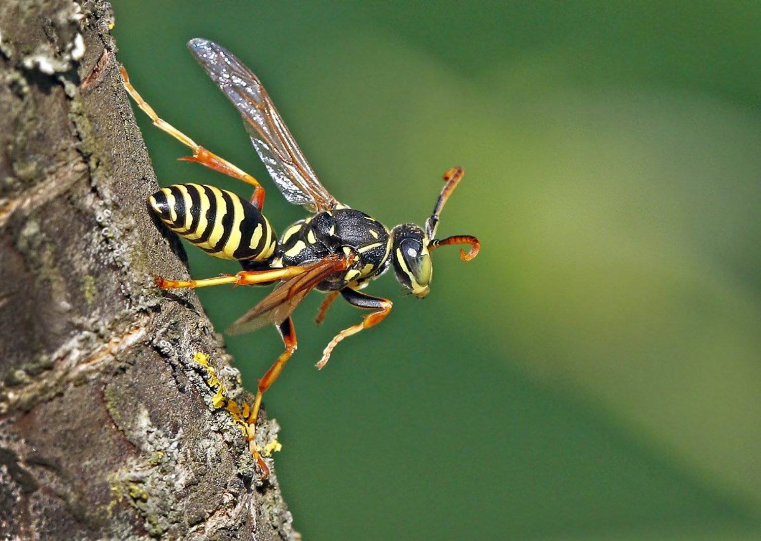 , Зоя Лаптева