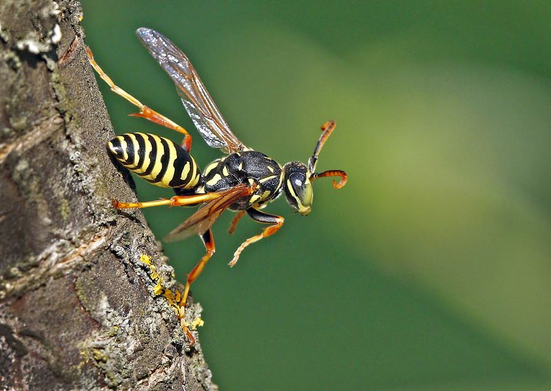 На шухере. фото превью
