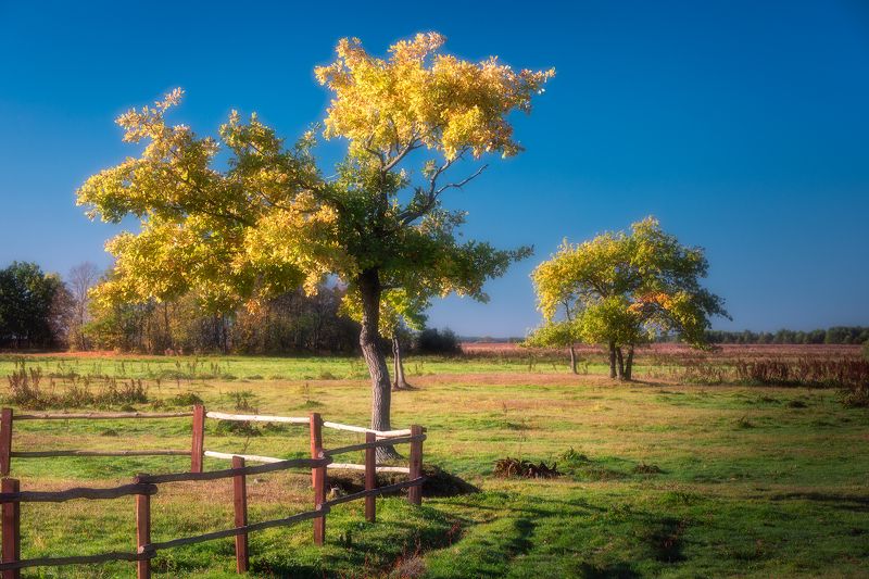 trees light sky blue autumn leaves poland podlasie Autumn impression... фото превью