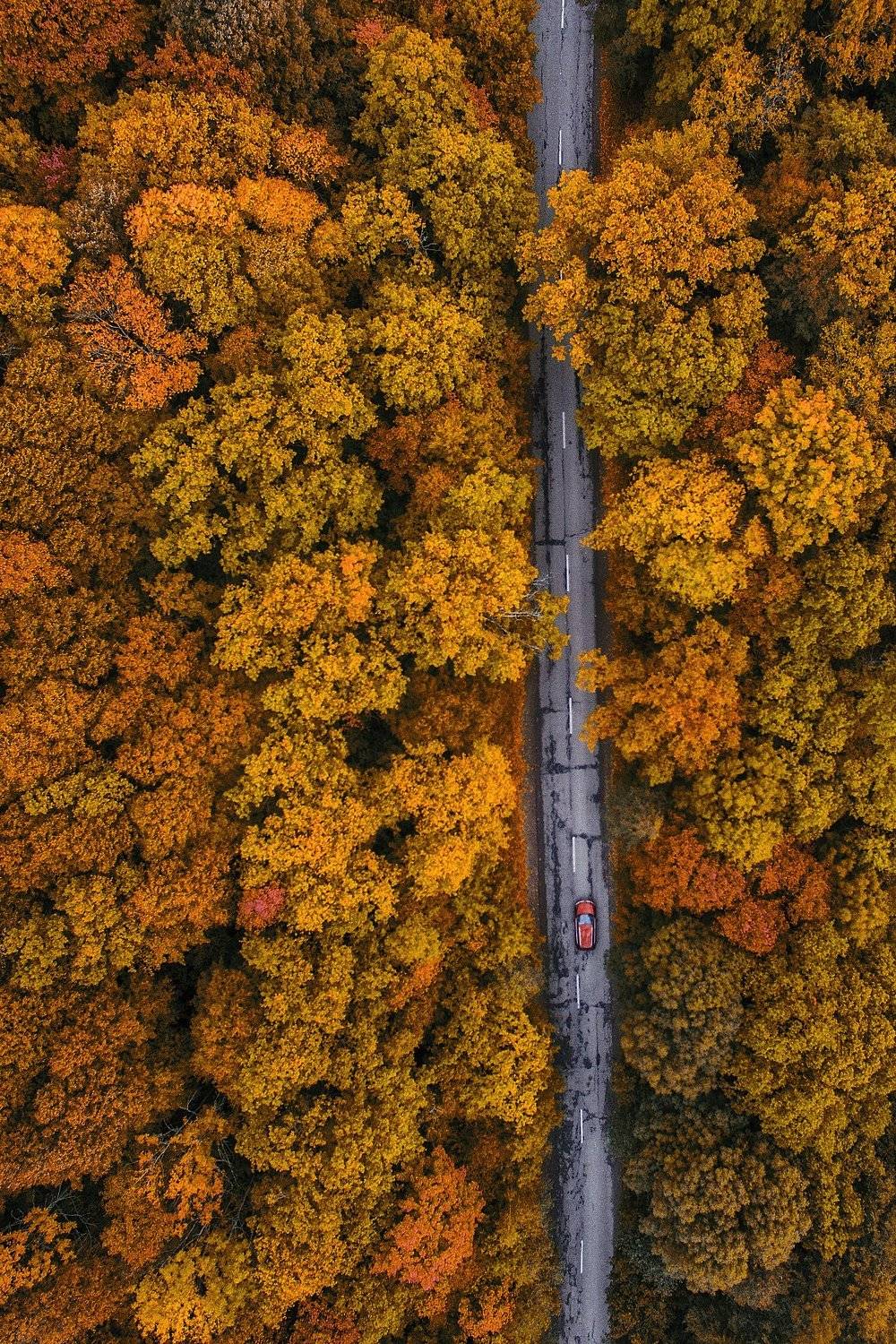 , Антон Шваин