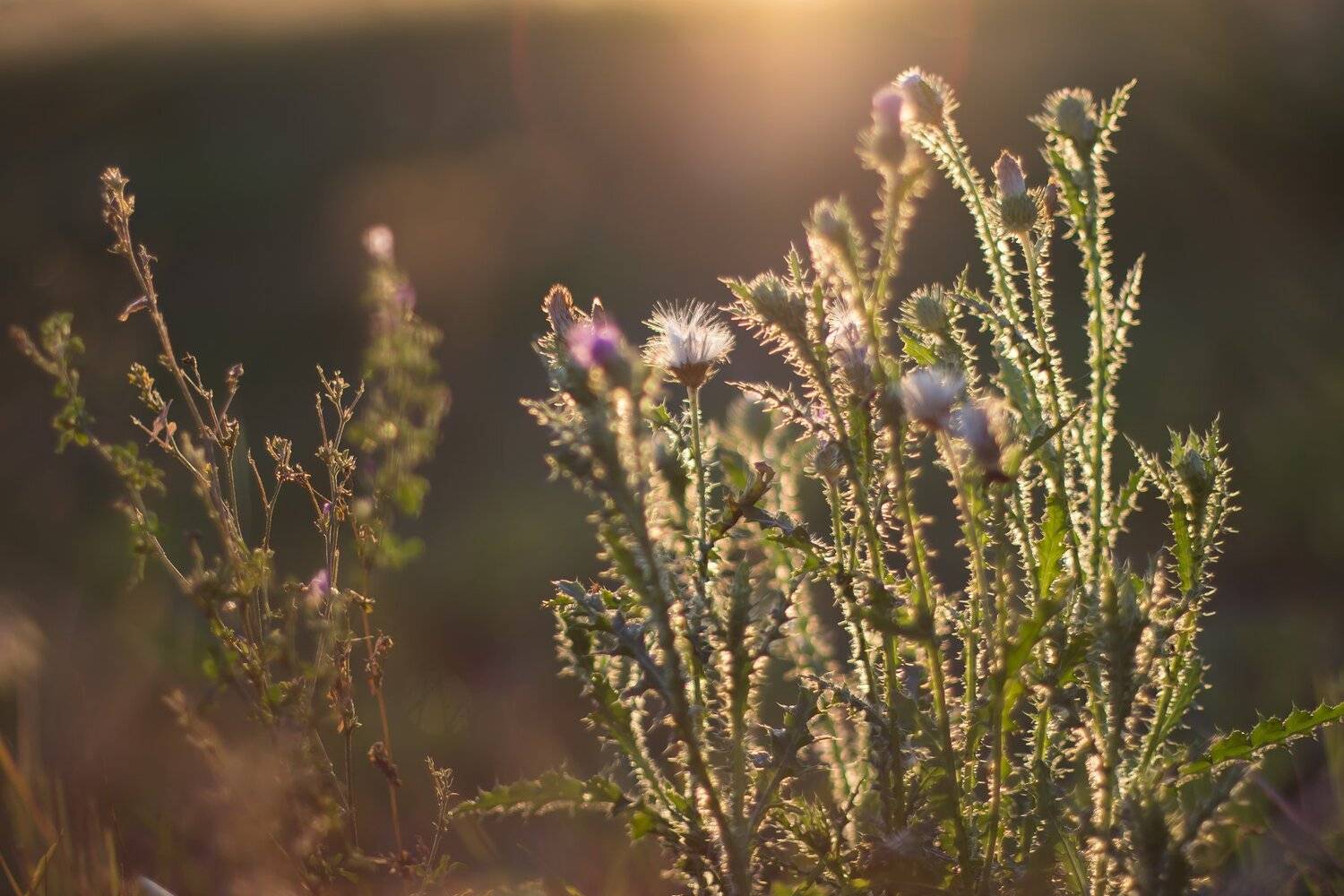 , Руслан Востриков