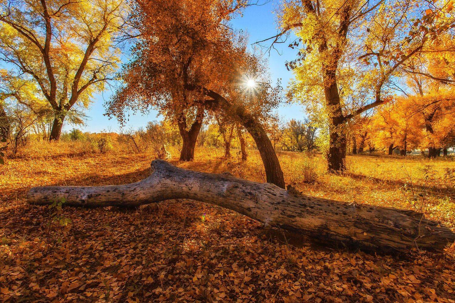 , Павел Сагайдак