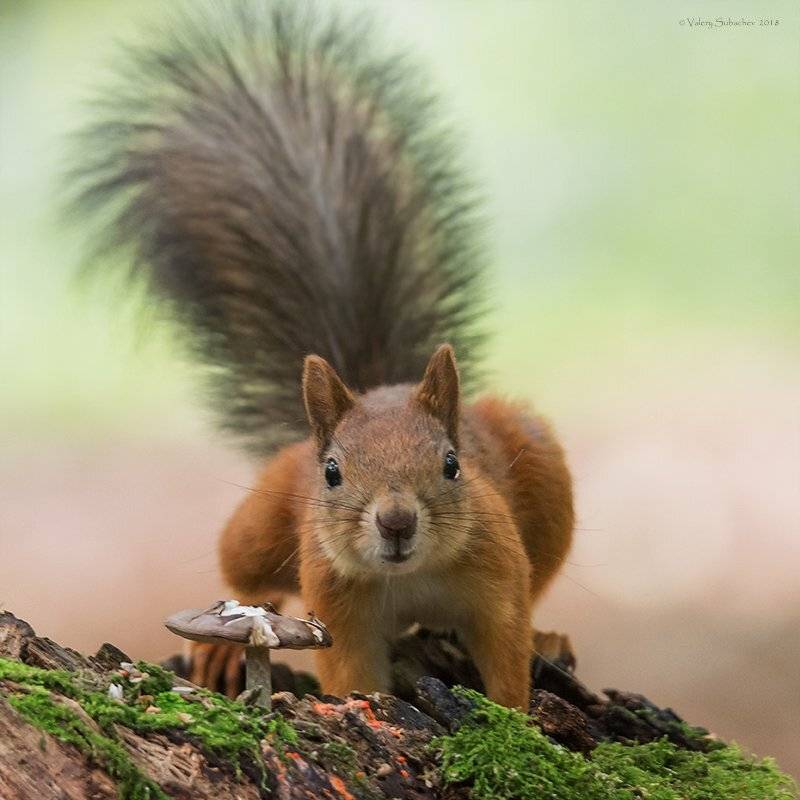 , Валерий Субачев