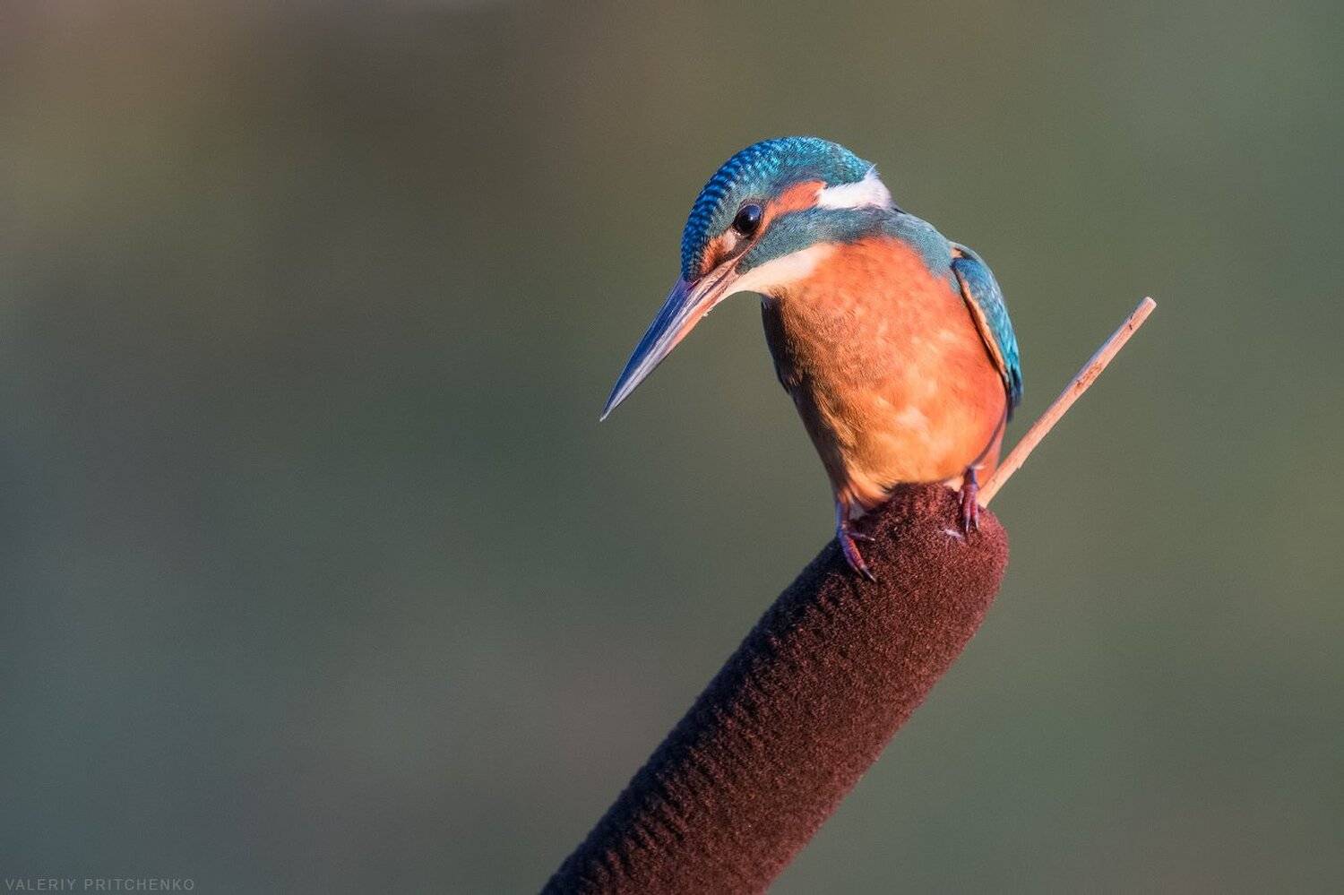 kingfisher, bird, nature, природа, птицы, зимородок, Валерий Притченко