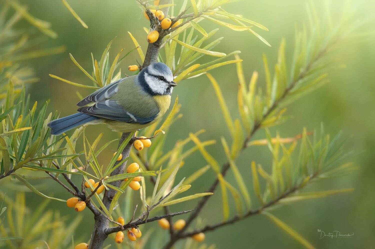 природа, лес, животные, птицы, Дмитрий Посевич