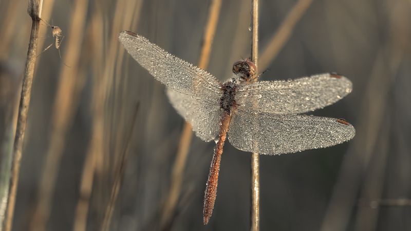 Всяк сверчок знай свой шесток фото превью