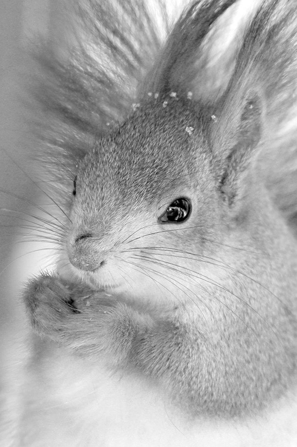 , Иваненко Светлана