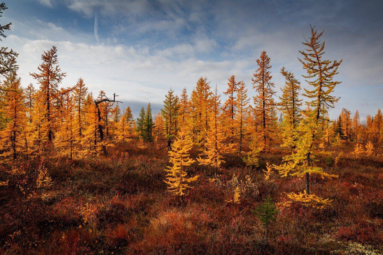 , Евгений Кужилев