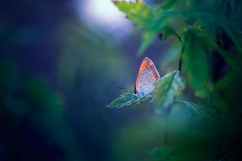 insects,butterfly,macro,beautiful,insect,wild,wildlife,nature,faerie,close up,macro,fairy,lepidoptera, Under the Moonlight фото превью