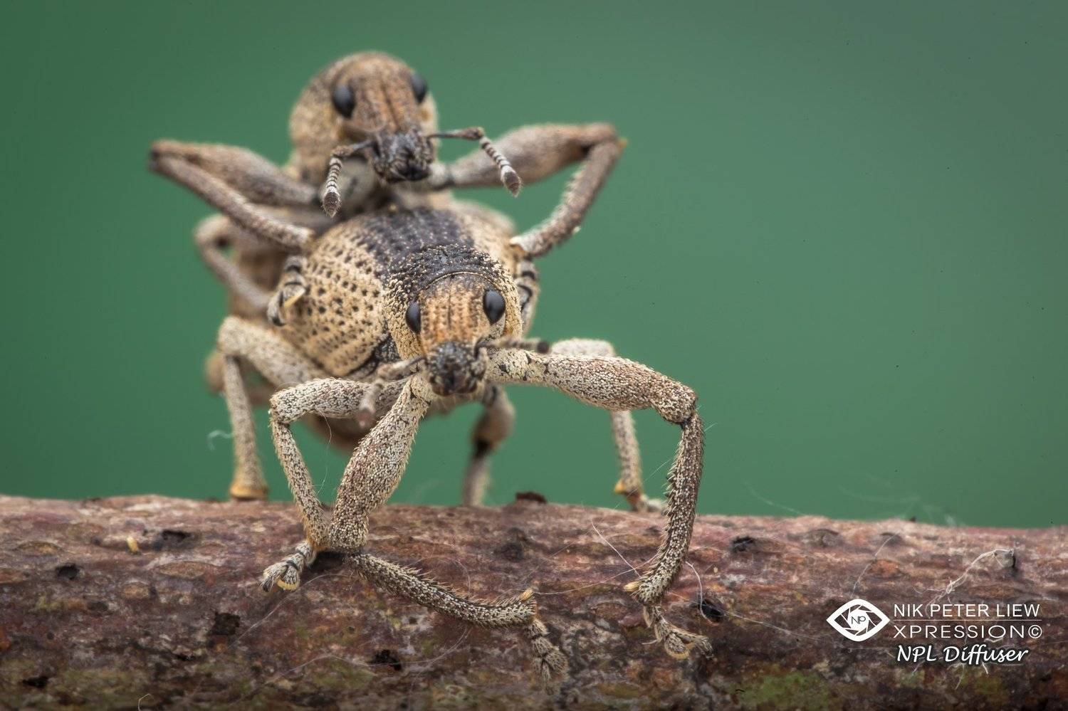 #macro #weevil mating #nature #npl, Nik Peter Liew