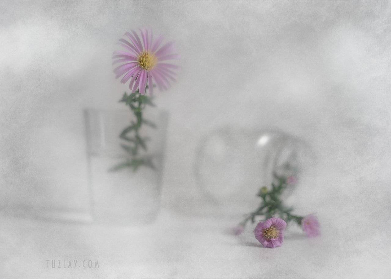 астры, софт фокус, гелиос 44-2, Владимир Тузлай