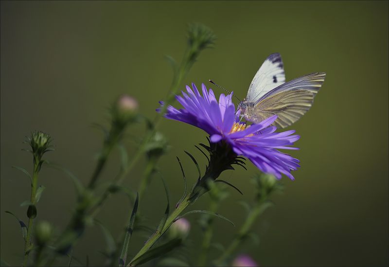 бабочка Последние цветы и бабочки... фото превью