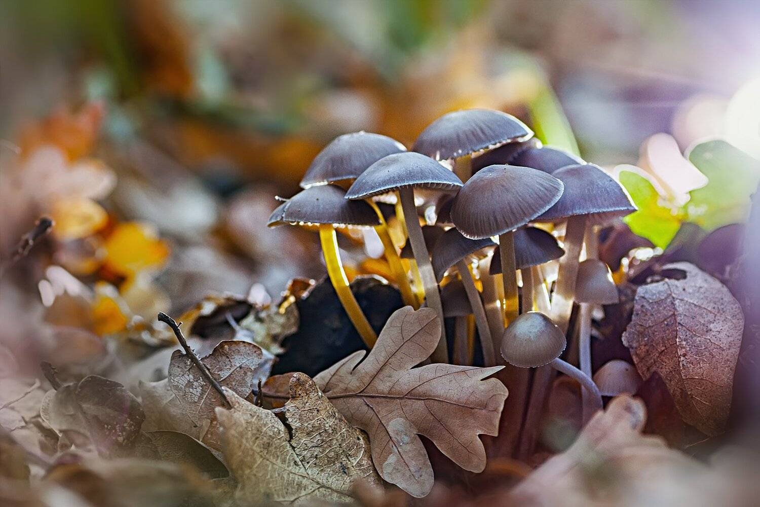 гриб,жук,вода,дождь,хвоя,красный,свет,лес, Юрий Котов