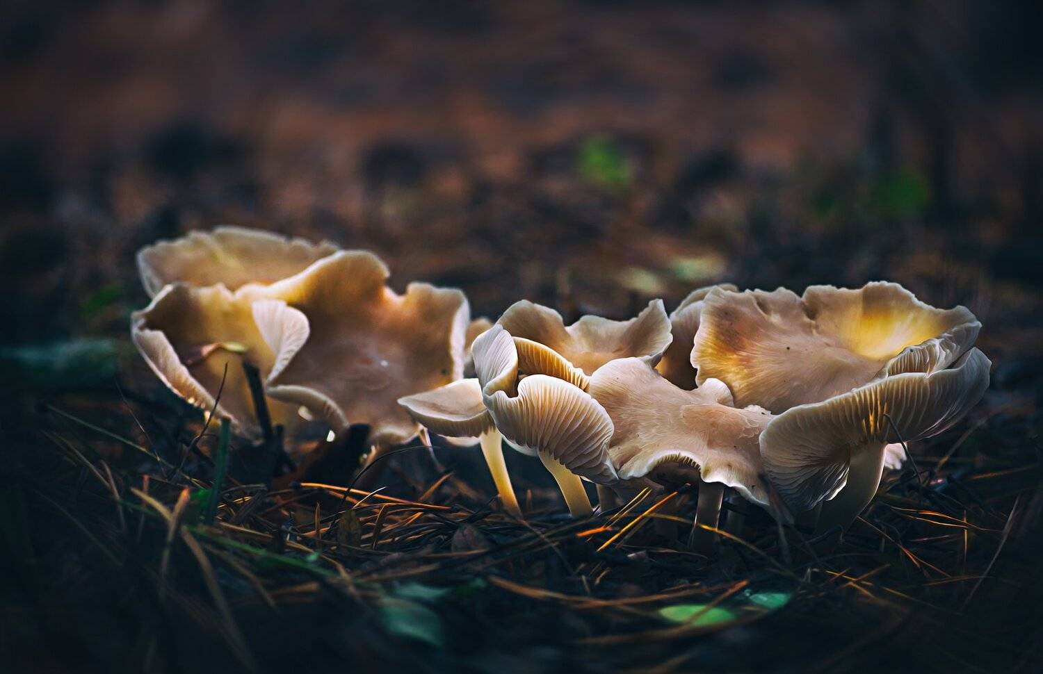 гриб,жук,вода,дождь,хвоя,красный,свет,лес, Юрий Котов