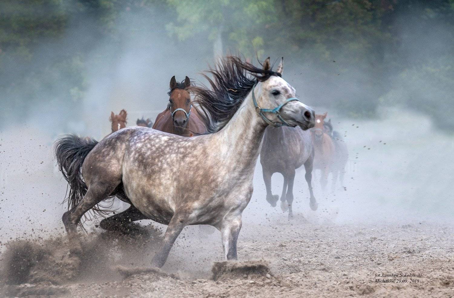 , Jarosław Sokołowski