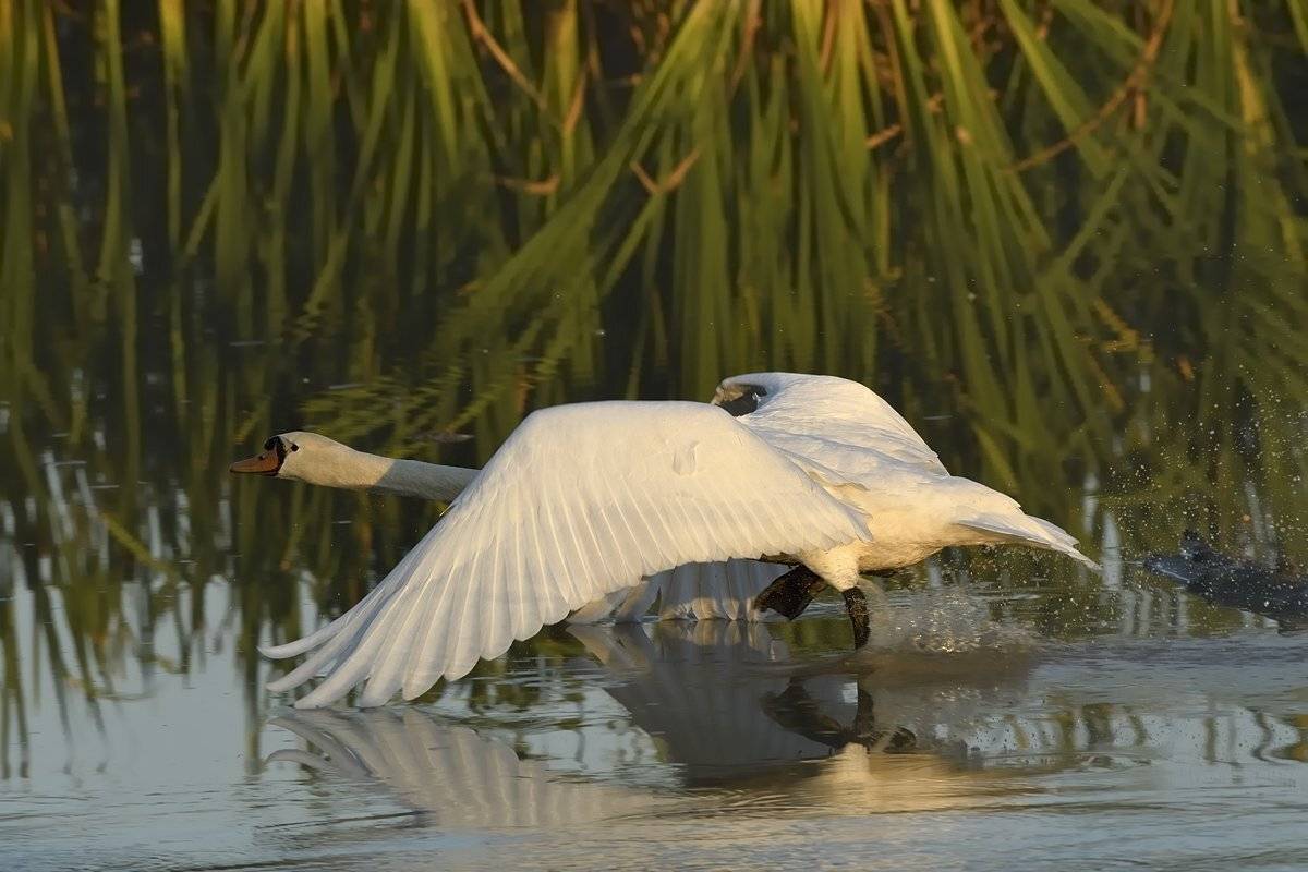 птицы birds, Jaroslav Mego