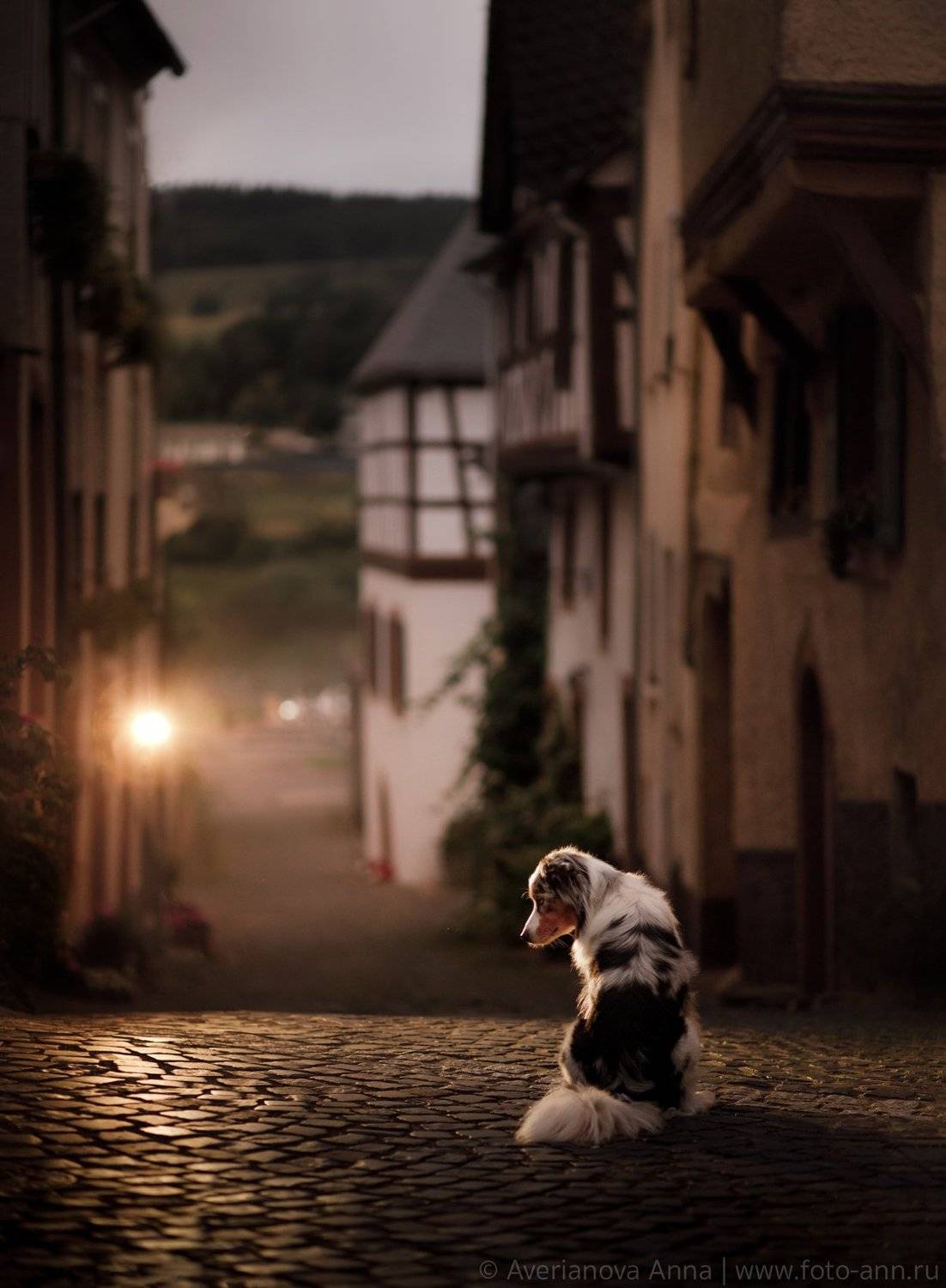 собака, город, вечер, путешествие , животные, Анна Аверьянова