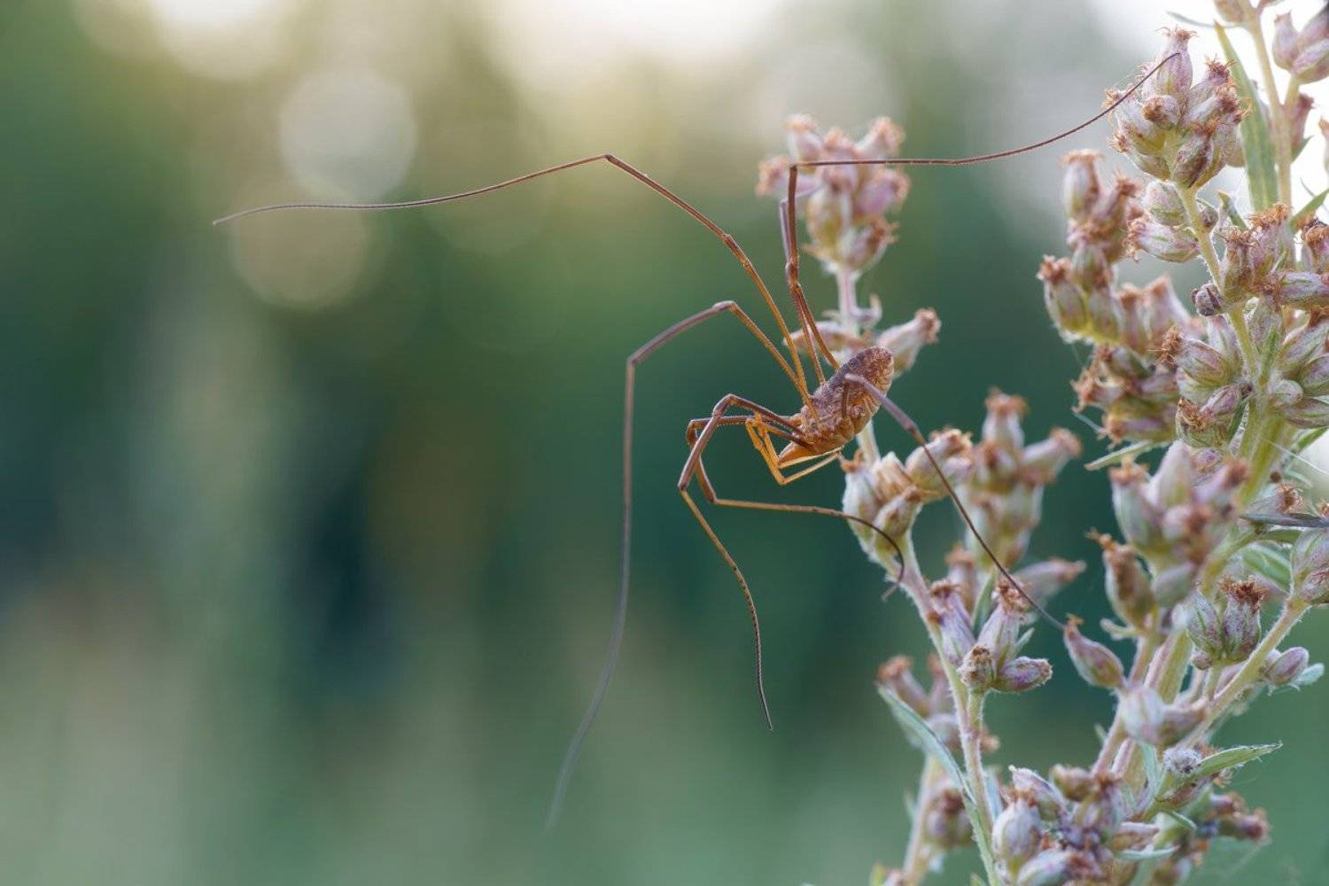 , Кузнецов Дмитрий