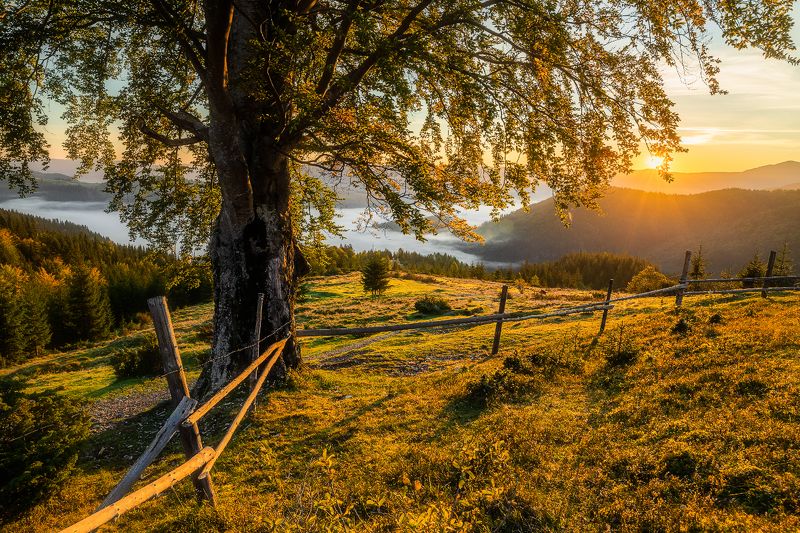 карпаты, горы, осень, туман Старый бук фото превью