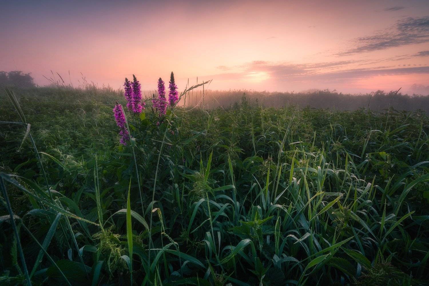 river sky wildflowers fog mist poland podlasie clouds dawn light outdoors, Maciej Warchoł