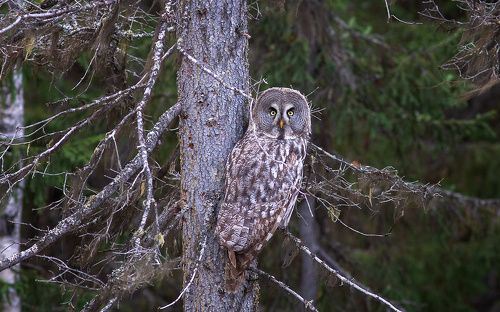 Сова неясыть