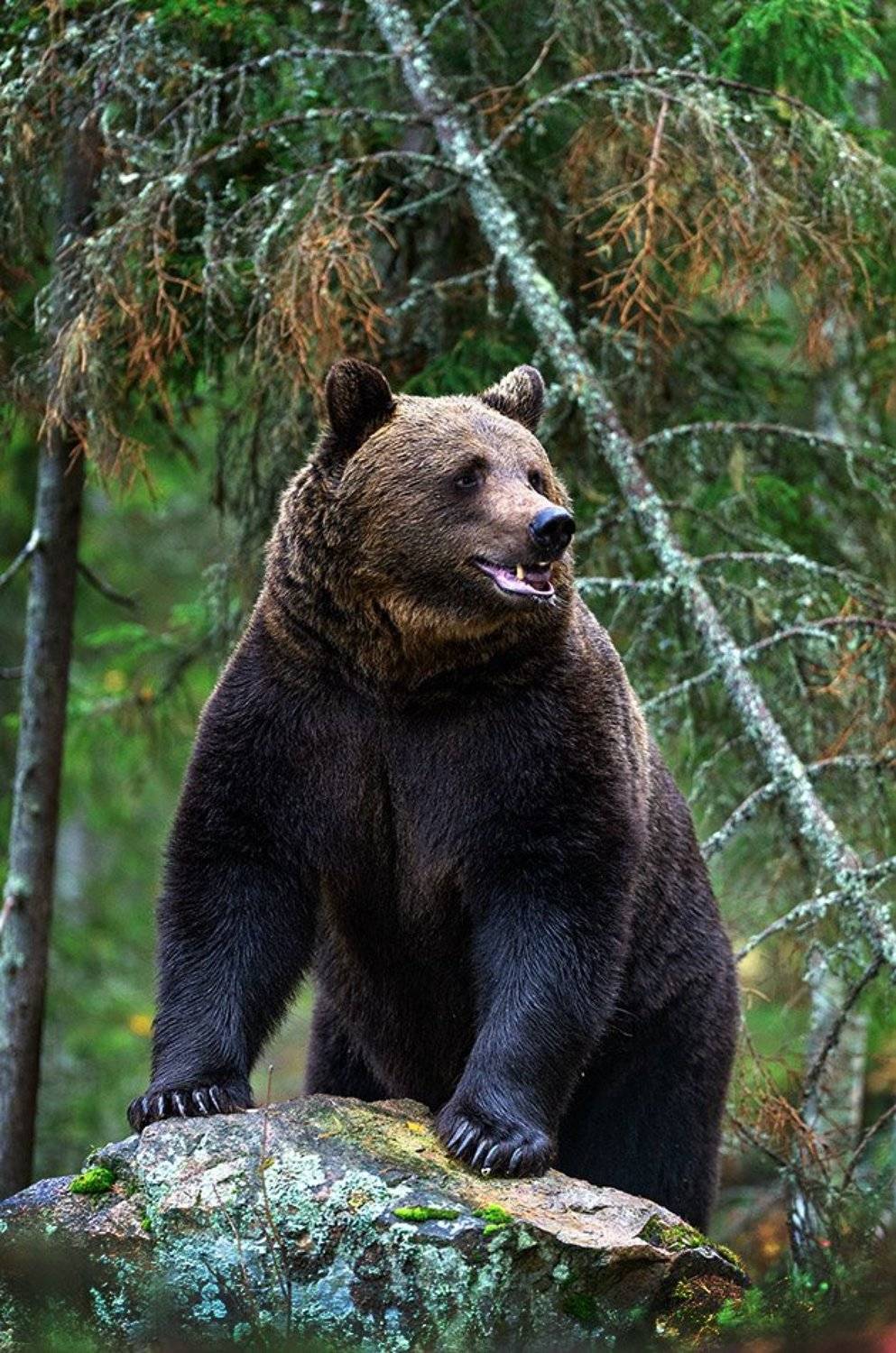 , Сергей Урядников