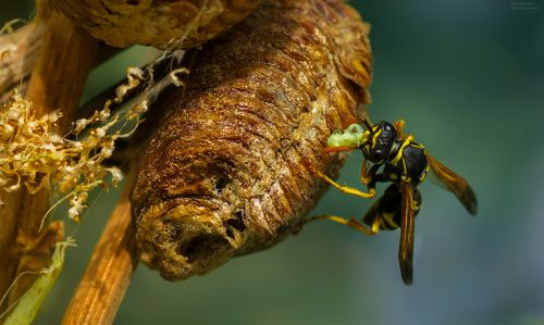 Жестокий новый мир