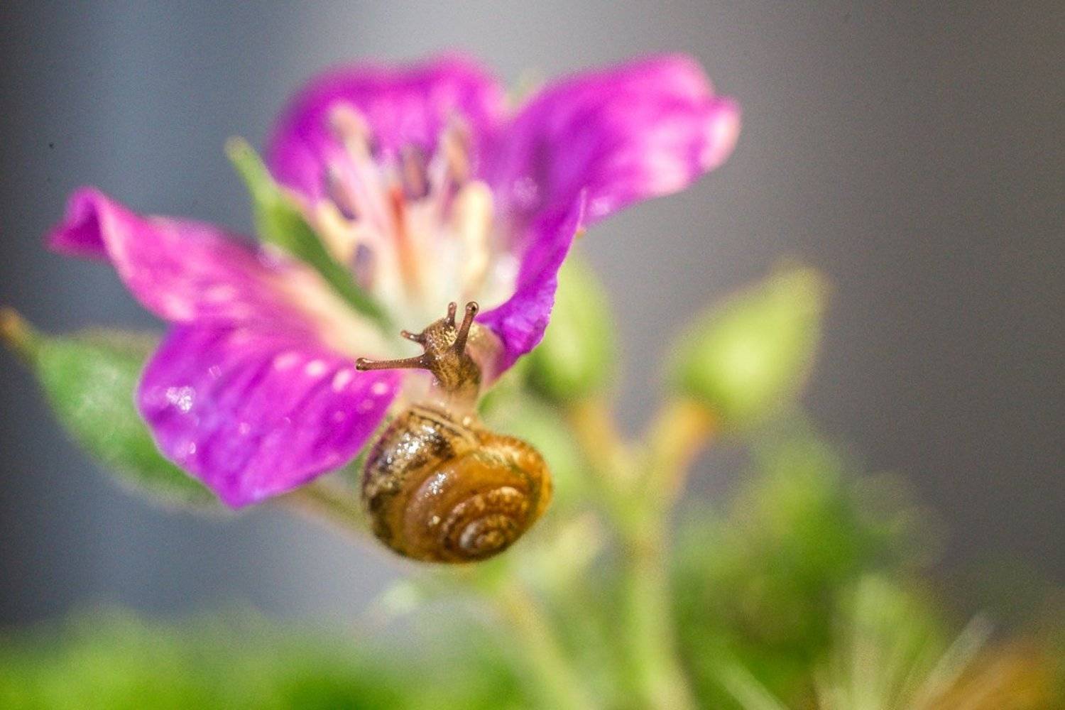 , Гилева Ольга